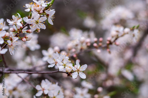 Blossoming cherry tree, a branch close-up with blooming white flowers and young green leaves on a background of blurred white flowers