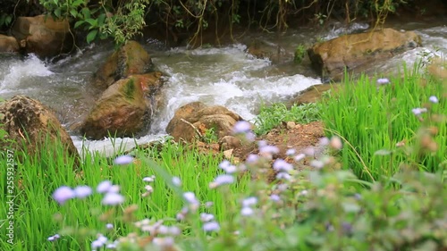 Closed up flower with background Dam with green nature small hill.