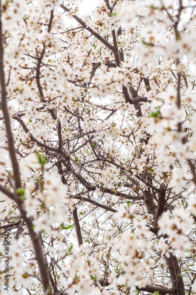 Blossoming cherry tree, a branch close-up with blooming white flowers and young green leaves on a background of blurred white flowers Blossoming cherry tree, a branch close-up with blooming white flowers and young green leaves on a background of blurred white flowers