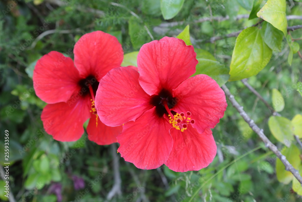Hibiskus