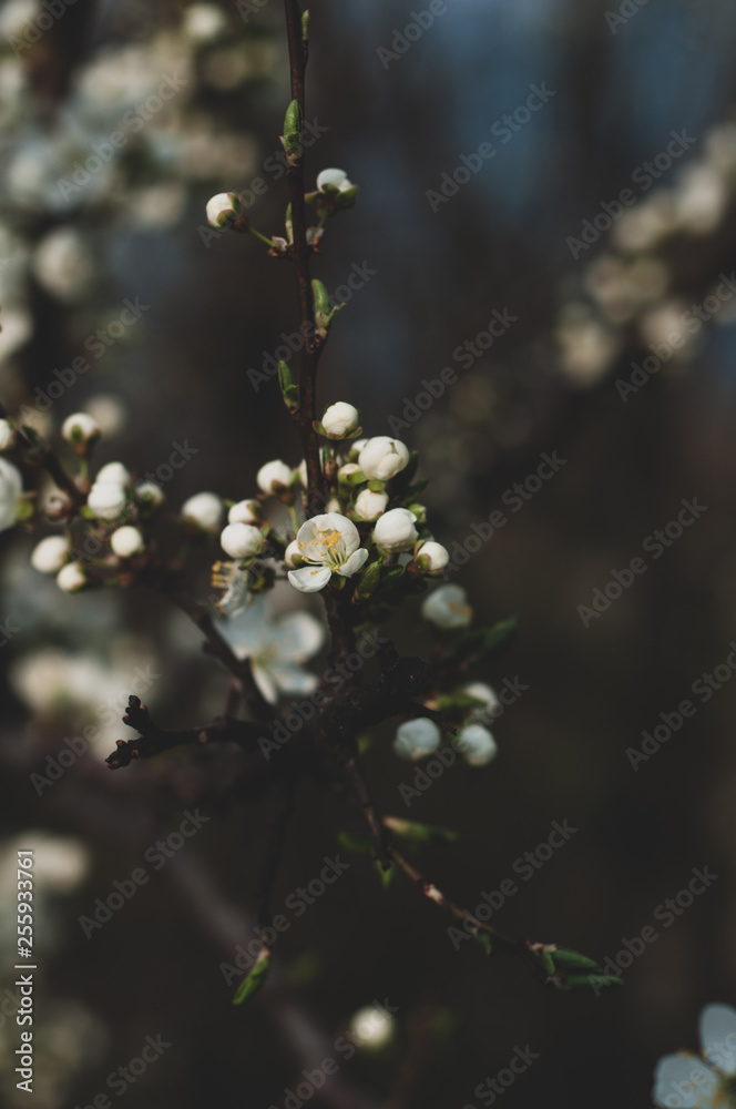 Cherry branch close up with buds and blooming white flowers Cherry branch close up with buds and blooming white flowers