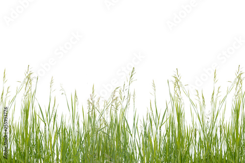 Lush green grass isolated on white background