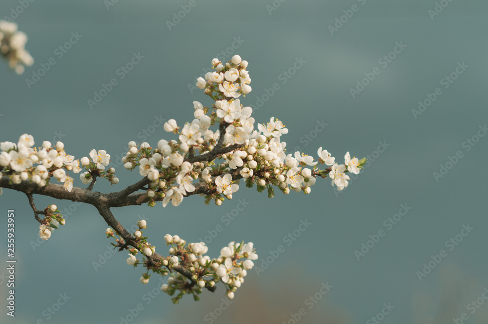 Blossoming cherry tree, a branch close-up with blooming white flowers and young green leaves against a blue sky