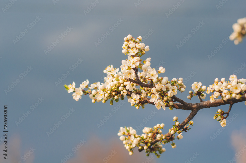 Blossoming apple tree branch against a blue sky Blossoming apple tree branch against a blue sky