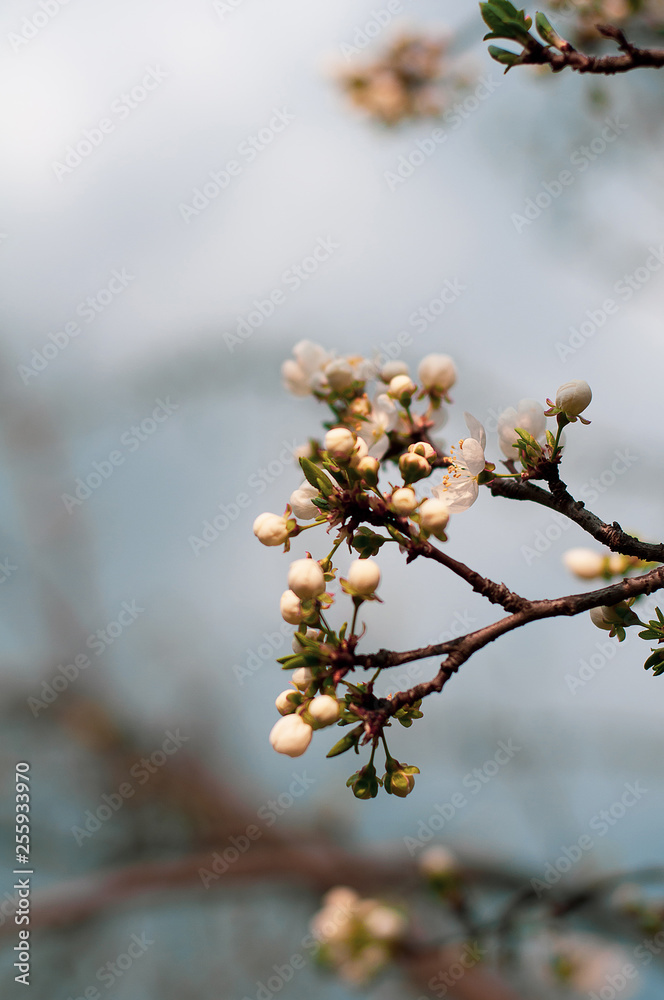 Blossoming cherry tree, a branch close-up with blooming white flowers and young green leaves against a blue sky Blossoming cherry tree, a branch close-up with blooming white flowers and young green leaves against a blue sky