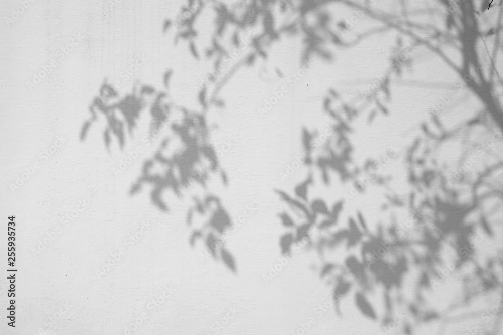 Obraz premium shadow of the leaves on a white wall