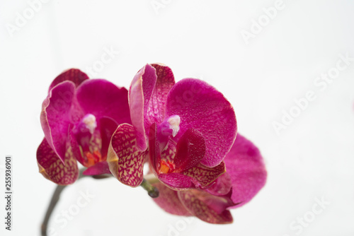 Fototapeta Naklejka Na Ścianę i Meble -  Orchidee, Königin der Blumen, Aphrodisiakum, orchids