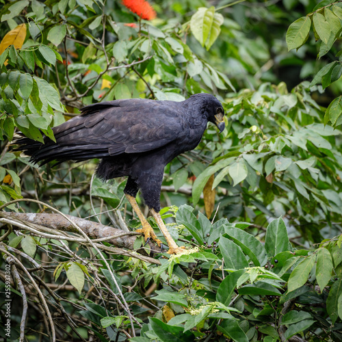 Bird of prey in Surinam © Rene