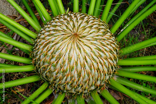 pollen of palm photo