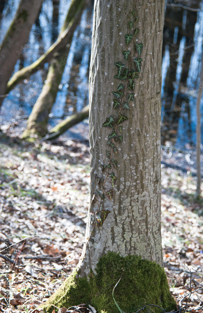 Fototapeta premium wild ivy in the woods