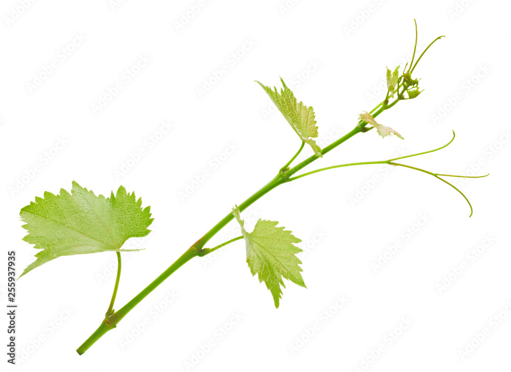 Grape leaf isolated on white Grape leaf isolated on white