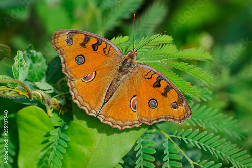 Orange Peacock Pansy butterfly or Junonia almana on green leaves with blurred green background
