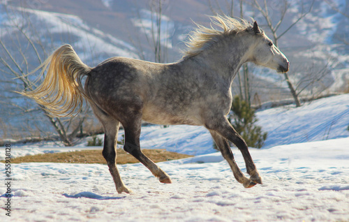 Fototapeta Naklejka Na Ścianę i Meble -  beautiful white horse gallops in the mountains in winter with flowing mane and tail