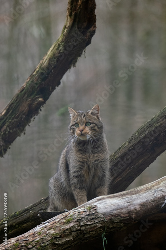 Europäische Wildkatze © Alexander von Düren