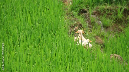 Ducklings walking through the grass drinking water, play eating grass sunny day basking in the sun quacking bright .