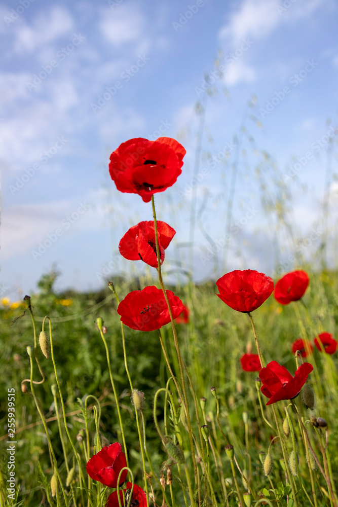 Fototapeta premium Flowers and buds of red poppies in the meadow. Blurred background. Sky in the clouds.