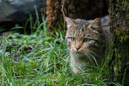 Wallpaper Mural Europäische Wildkatze Torontodigital.ca