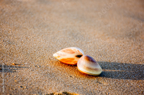Couple of clams on the sand beach