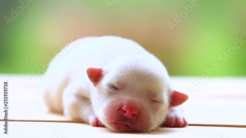 The first puppy dog sleeping on a wooden floor.