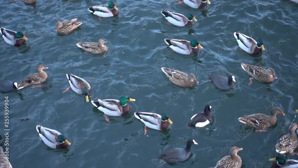ducks in the water