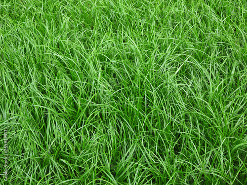 grass lawn texture