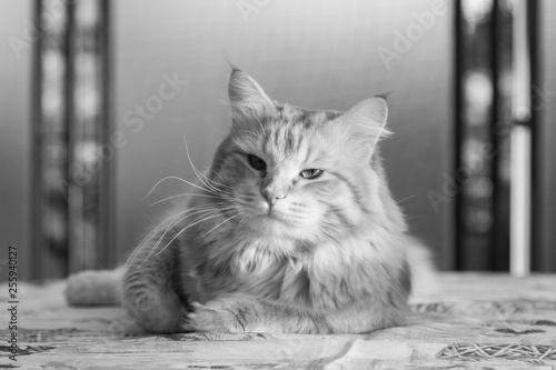 Adorable long haired cat of siberian breed in relax. Hypoallergenic pet of livestock © Massimo Cattaneo