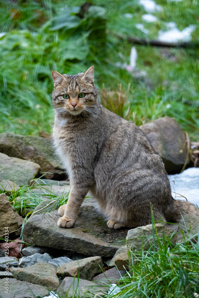 Europäische Wildkatze Europäische Wildkatze