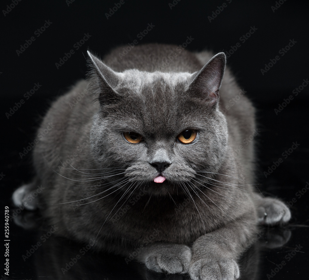 Portrait of Gray British shorthair cat