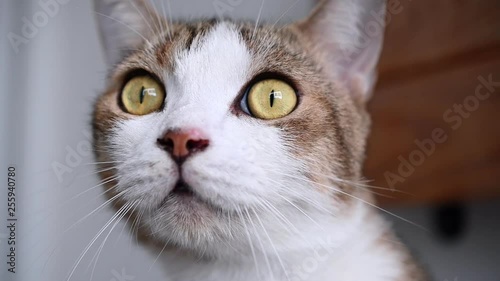 Slow motion close up eye of white Scottish fold cat feeling curious and nervous when seen something interesting.
