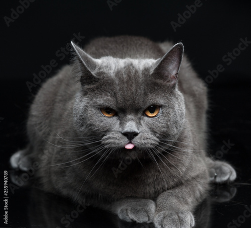 Portrait of Gray British shorthair cat