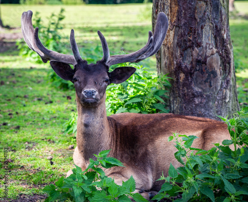 tiere, Affe, Hund, monchichi,Jäcger,süß, blackandwhite,