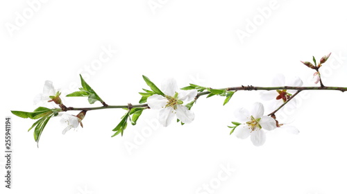 Blooming plum tree flowers isolated on white background