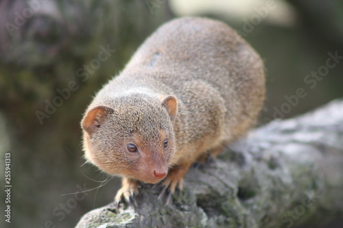Äffchen im Zoo 