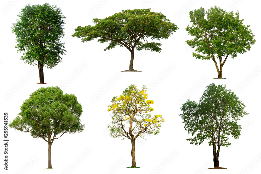 Tree collection in tropical forest on a white background Tree collection in tropical forest on a white background