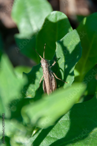 Bush cricket (Meconema thalassinum) warming in the gentle light of the summer sun photo