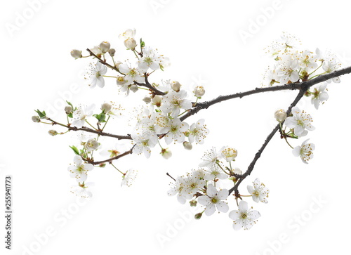 Photography Blooming plum tree flowers isolated on white background
