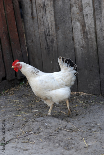 Chicken walking on farm-yard