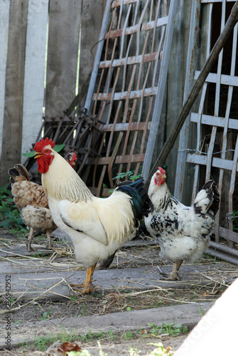 Rooster and chickens near shed