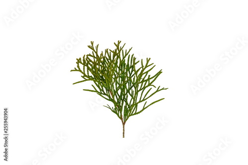 Branch of thuja tree, isolated. Foliage of Japanese Thuja tree, isolated on pure white background. Copy-space. photo