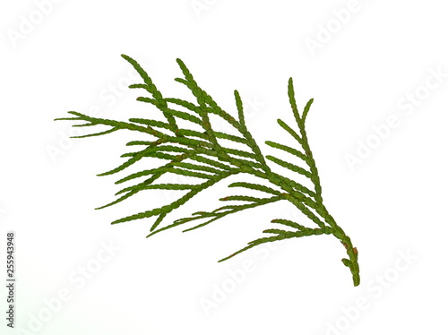 Branch of thuja tree, isolated. Foliage of Japanese Thuja tree, isolated on pure white background. Copy-space. photo