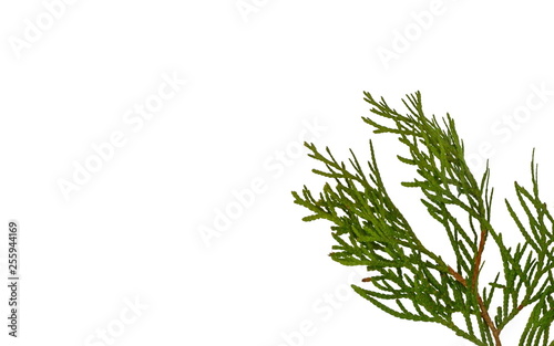 Branch of thuja tree, isolated. Foliage of Japanese Thuja tree, isolated on pure white background. Copy-space. photo