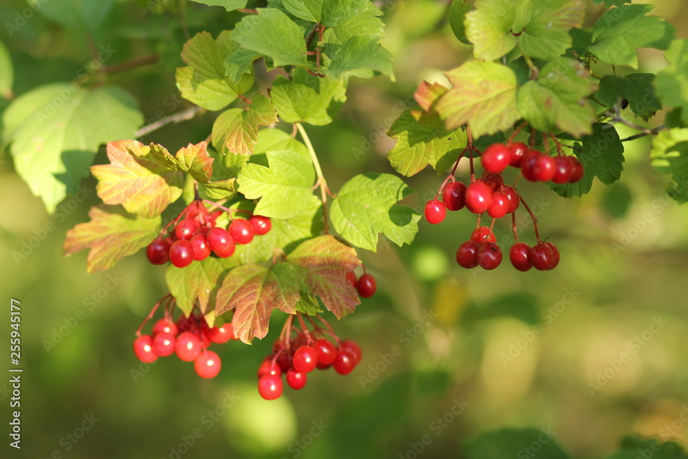 red berries on branch of tree red berries on branch of tree