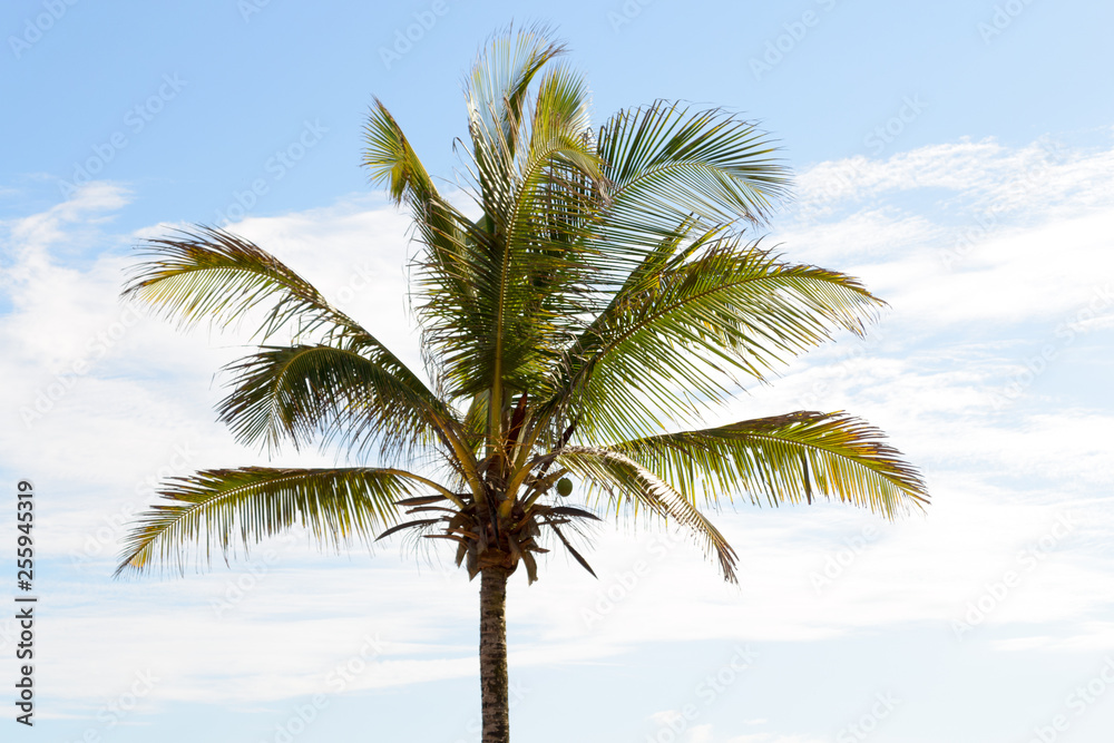The top of a palm tree against a bright blue sky