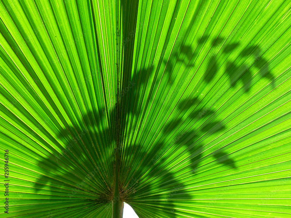 Fototapeta premium palm leaf of tree in sunlight with shadow