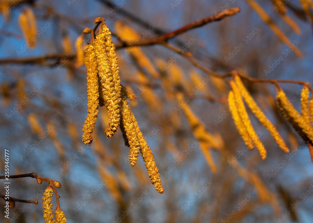 Naklejka premium .Spring natural background with branches and fluffy buds under the rays of the morning sun.