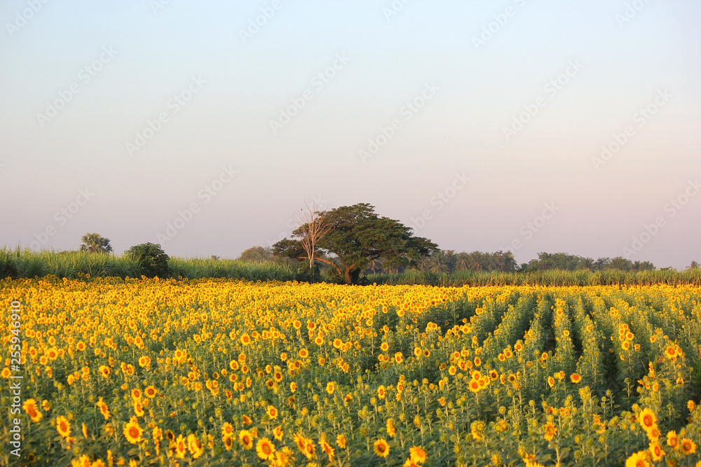 Obraz premium beautiful sunflower field in the morning