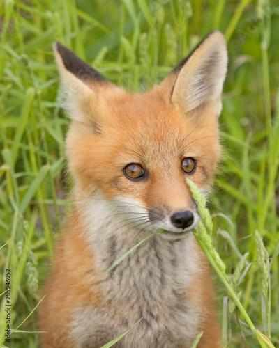 Red Fox kit © Dana