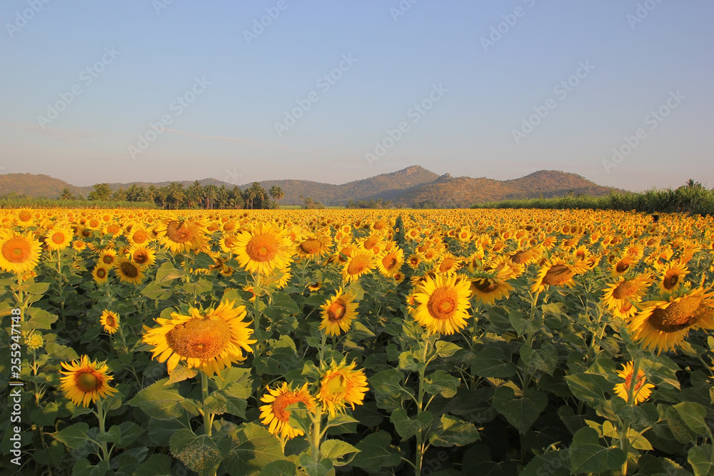 beautiful sunflower field  in the morning