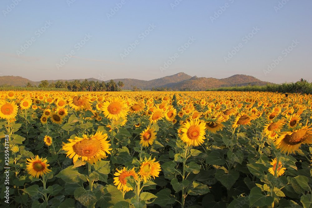 Fototapeta premium beautiful sunflower field in the morning