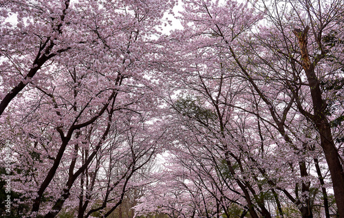 Cherry blossom trees creating an arched path in the forest.